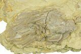 Rare Ordovician Starfish With Crinoid & Trilobite Fossils - Oklahoma #145033-2
